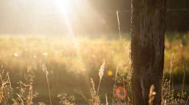 morning-sun-and-grass